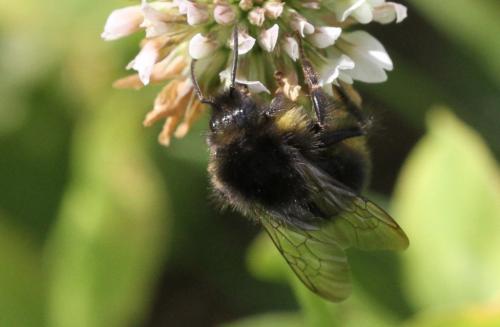 Bombus soroeensis proteus